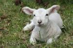 lamb