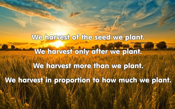 Waiting-for-a-harvest