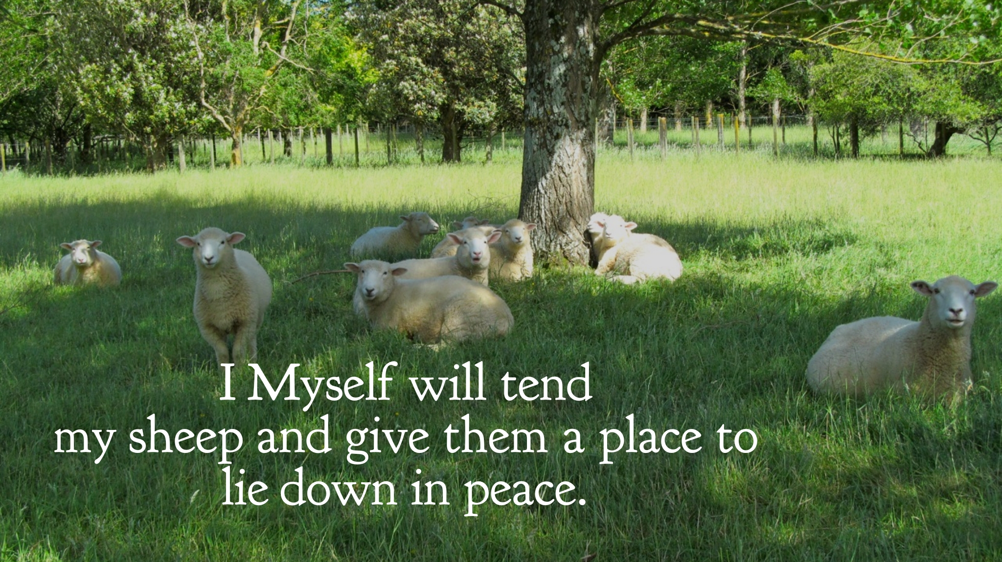 wordswag_1572350253061