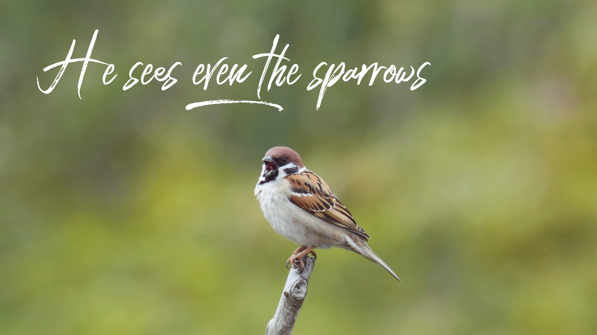 wordswag_1582203319929